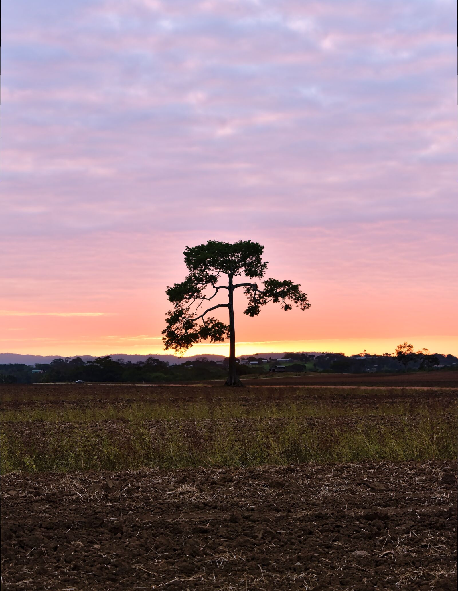 Nikon D7200 sample photo. Tree, sky, nature photography