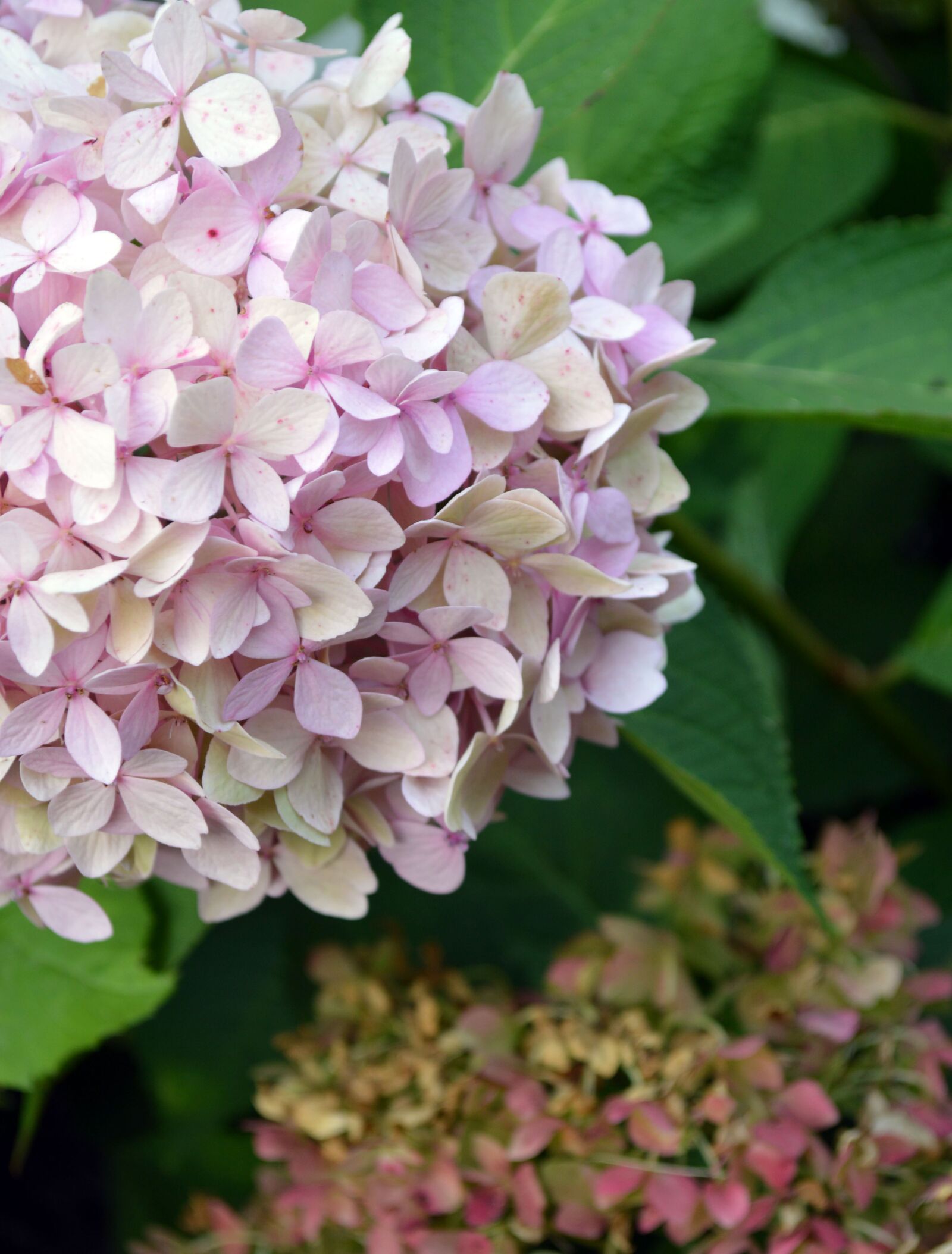 Nikon D3200 sample photo. Hydrangea, pink, bloom photography
