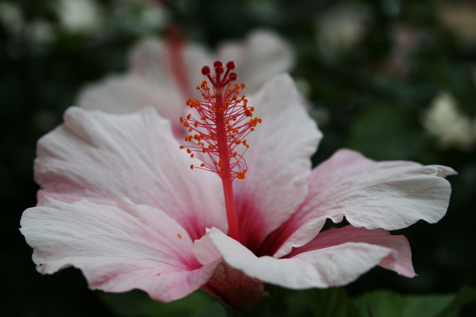 Canon EOS 400D (EOS Digital Rebel XTi / EOS Kiss Digital X) sample photo. Flower, pink, plant photography