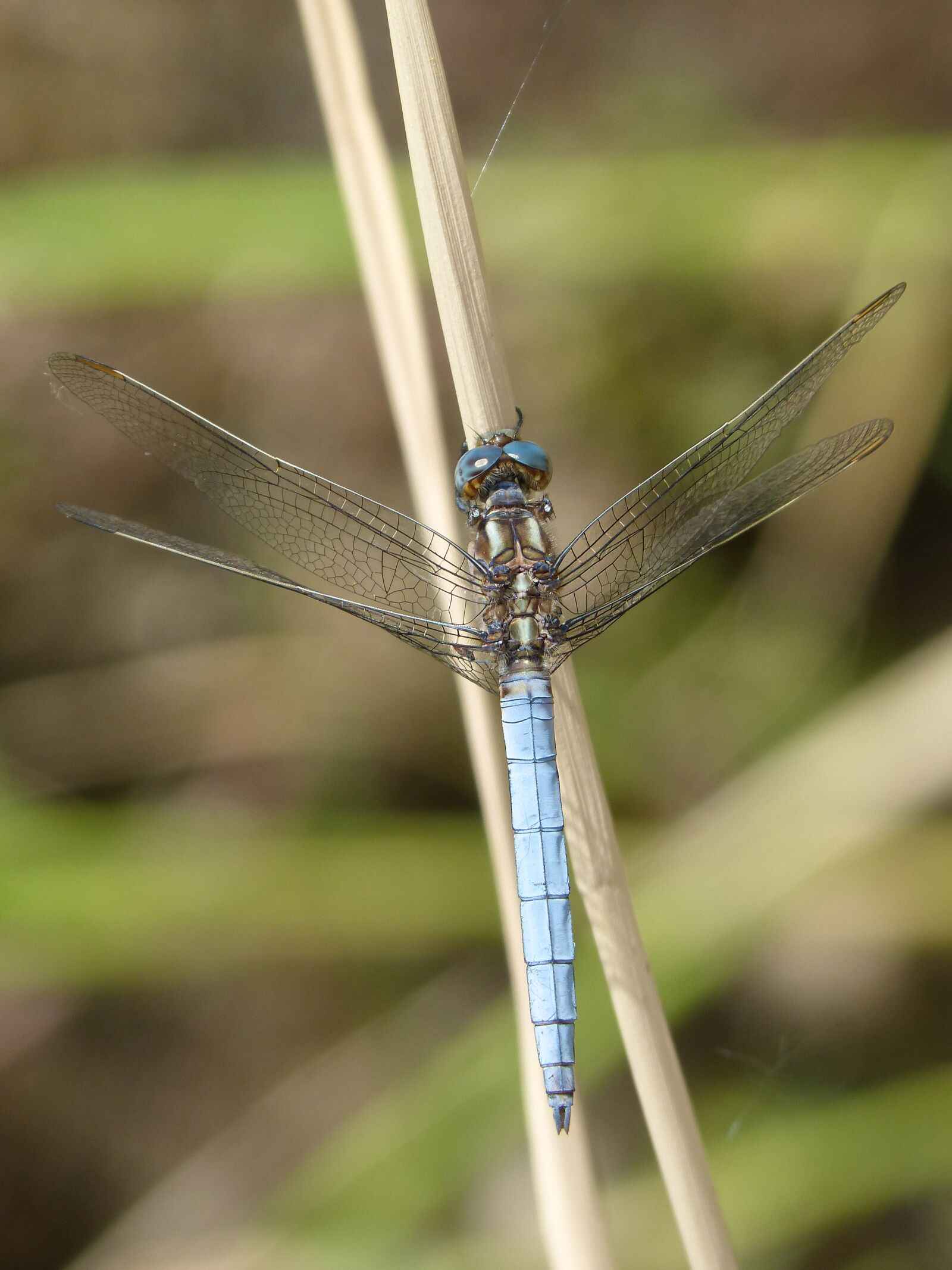 Panasonic DMC-FZ62 sample photo. Dragonfly, blue dragonfly, leaf photography