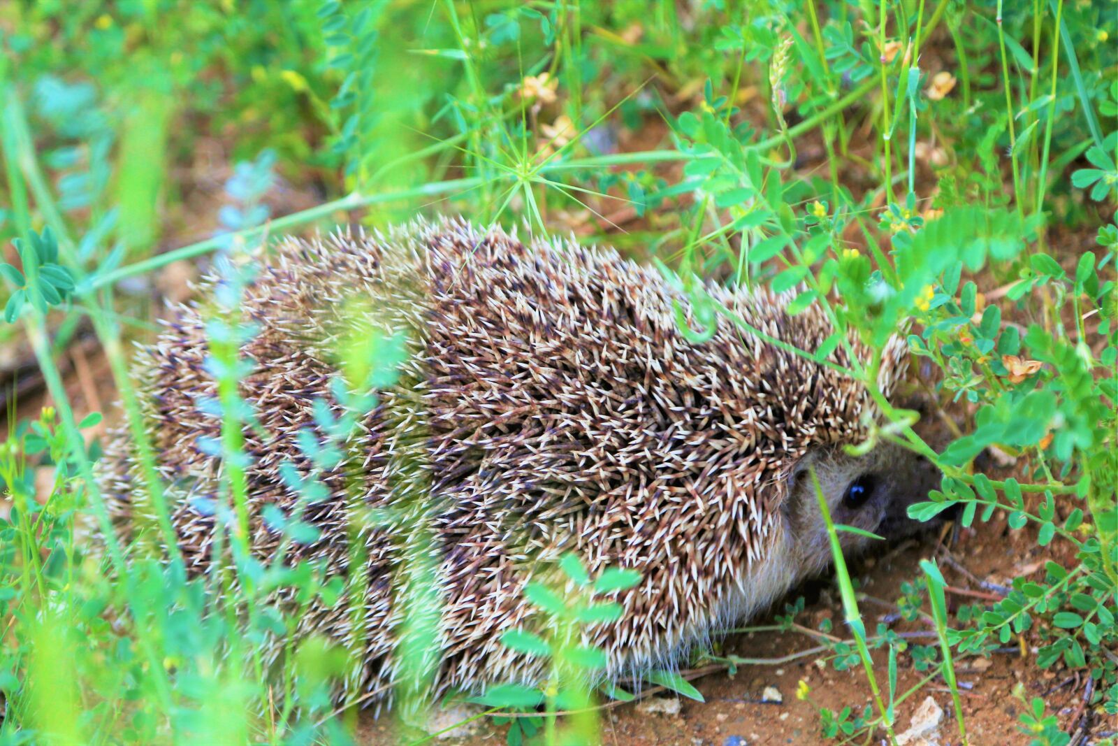 Canon EF 24-105mm F4L IS USM sample photo. The hedgehog, animal, rural photography