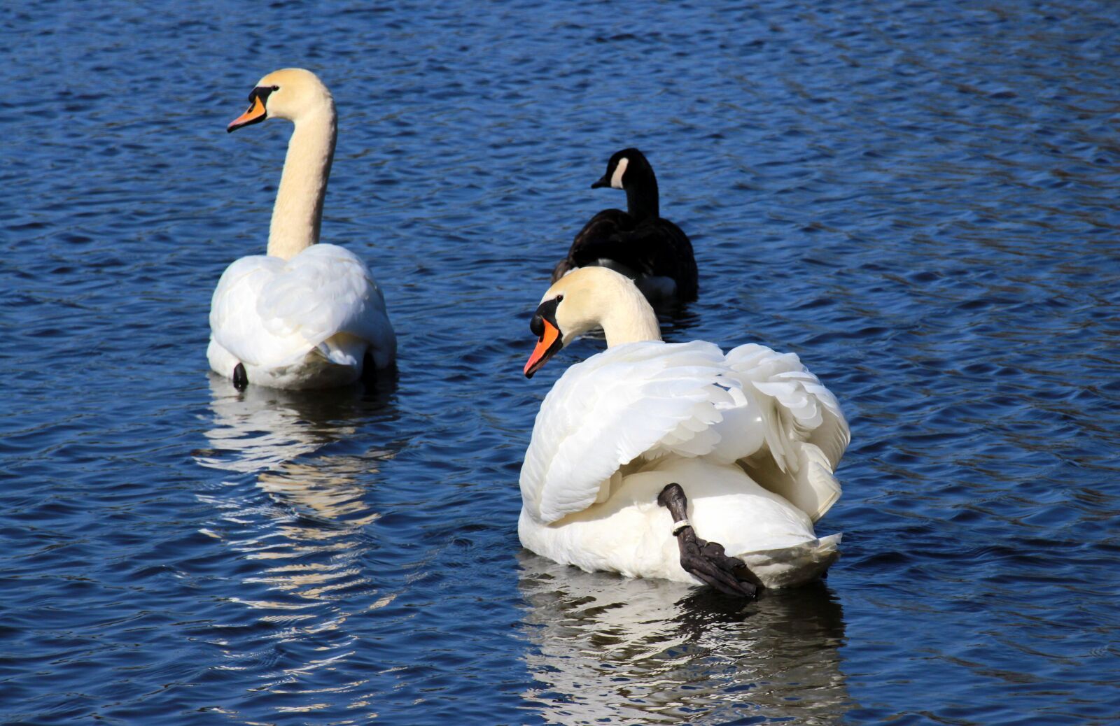 Canon EOS 650D (EOS Rebel T4i / EOS Kiss X6i) sample photo. Swans, mute swans, cygnus photography