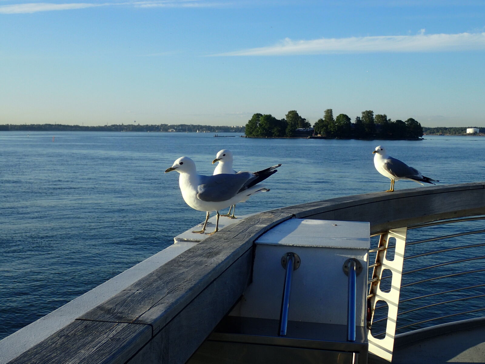 Olympus TG-3 sample photo. Seagulls are soon the photography