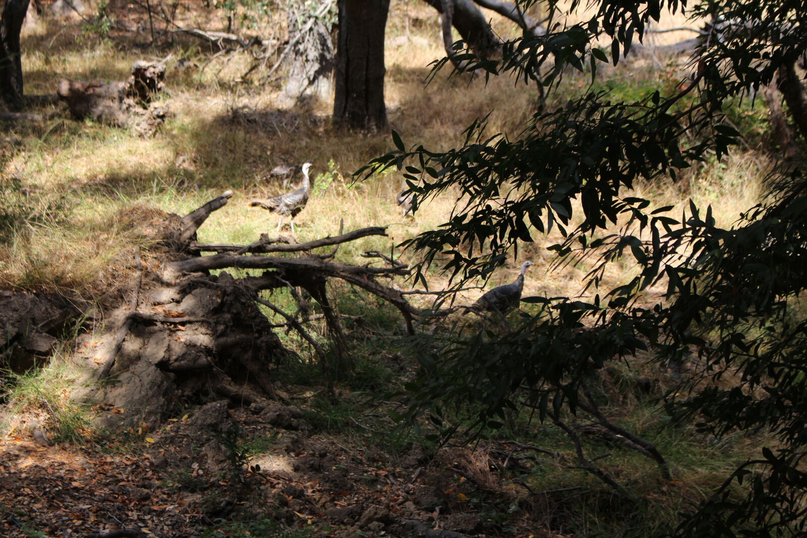 Canon EOS 700D (EOS Rebel T5i / EOS Kiss X7i) sample photo. Nature, turkeys, wildlife, photography photography