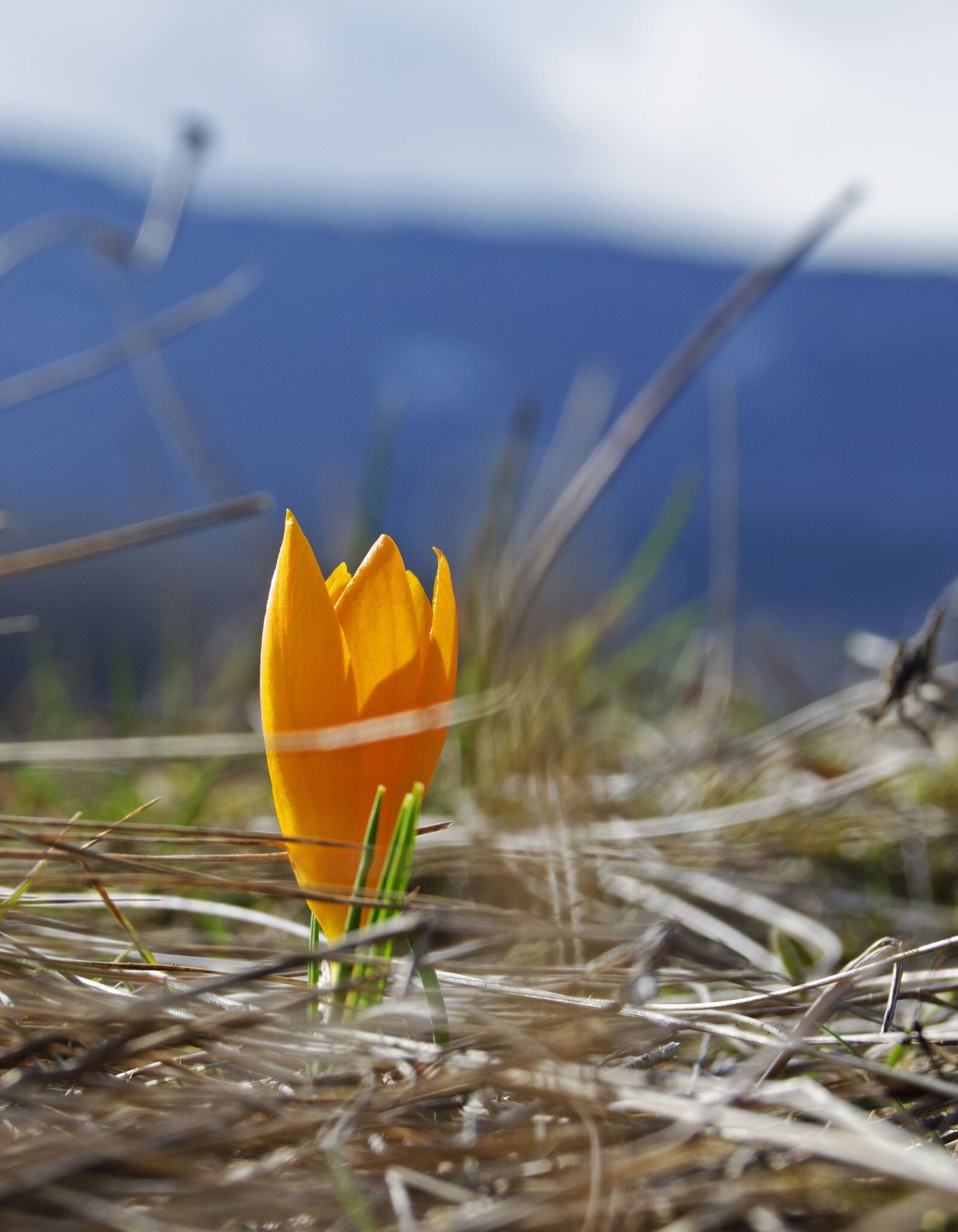 Nikon D5100 sample photo. Spring, flower, orange photography