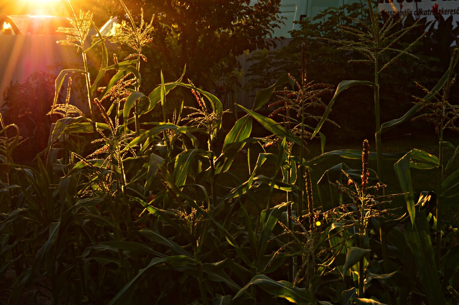 Nikon D3200 sample photo. Backlight, corn, plant photography