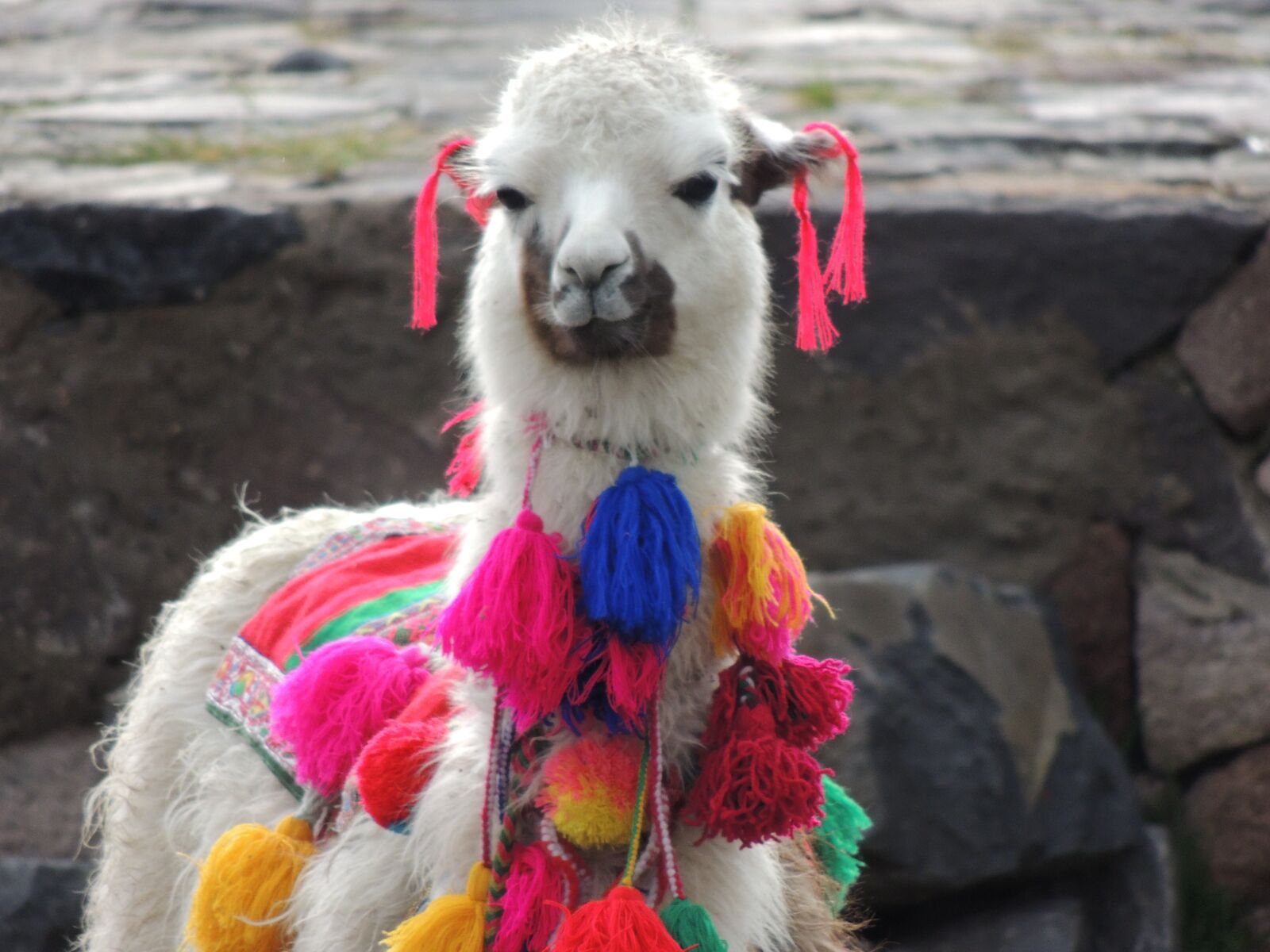 Nikon Coolpix P510 sample photo. Llama, animal, peru photography