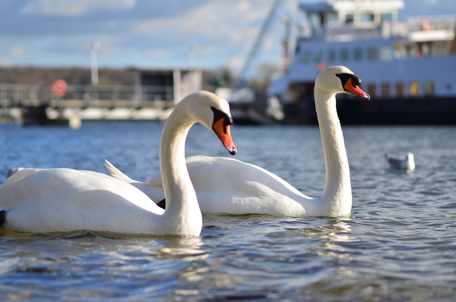 Nikon D5100 sample photo. Swans, sea, water photography