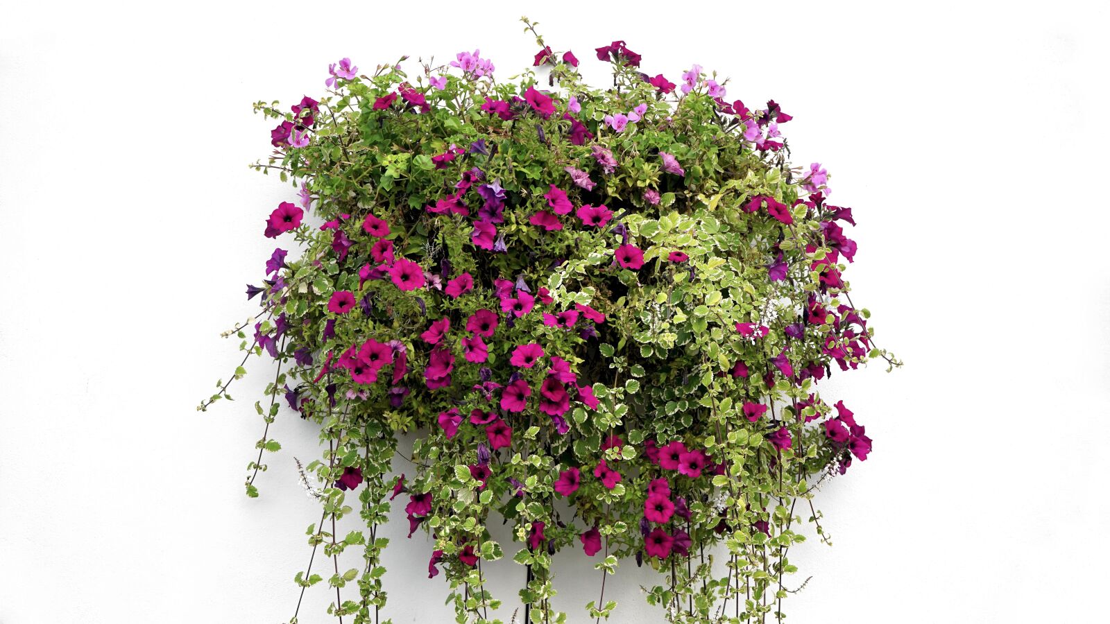 Sony a7 + Sony FE 28-70mm F3.5-5.6 OSS sample photo. Hanging basket, flowers, hanging photography