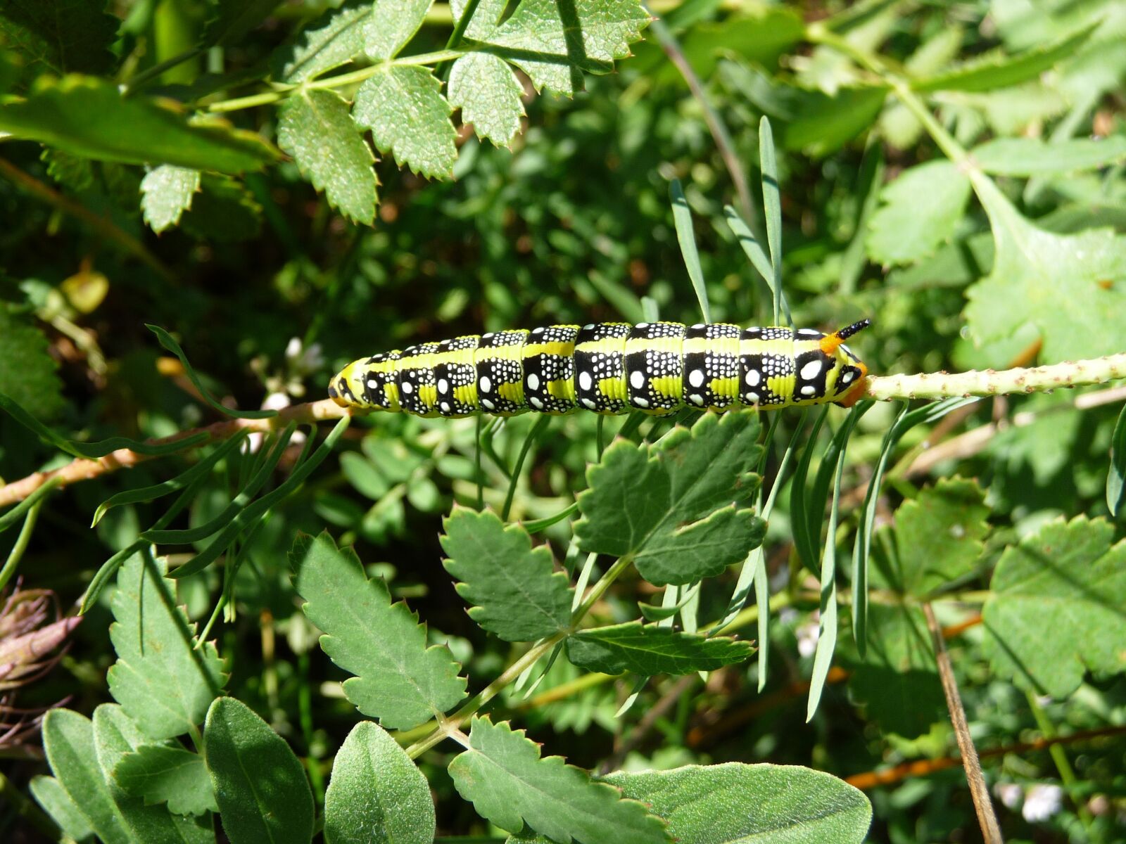 Panasonic Lumix DMC-TZ5 sample photo. Caterpillar, spurge hawkmoth, nature photography