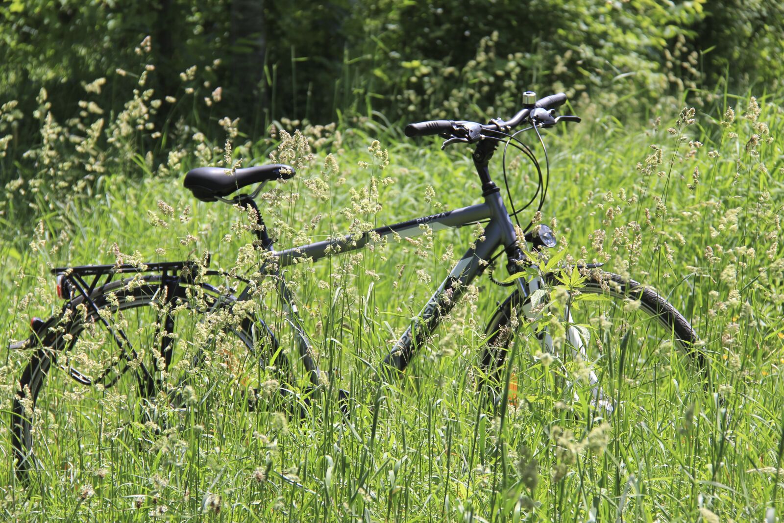 Canon EOS 60D sample photo. Nature, wood, grass photography