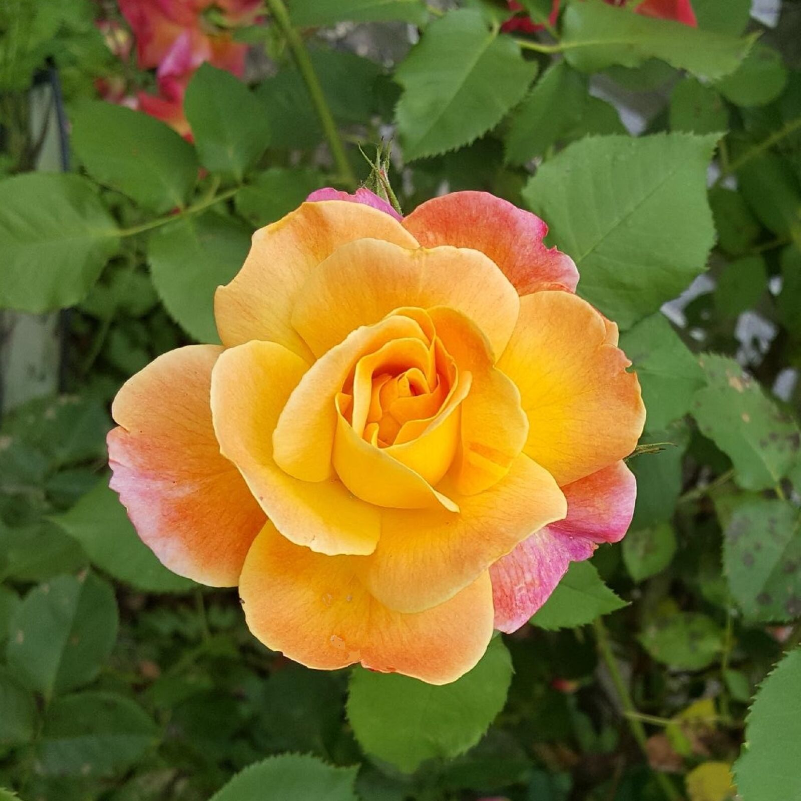 Samsung Galaxy Note5 sample photo. Flower, petal, rose photography