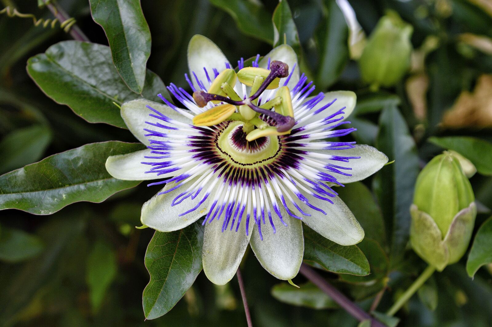 Nikon D3200 sample photo. Passiflora, caerula, passion flower photography