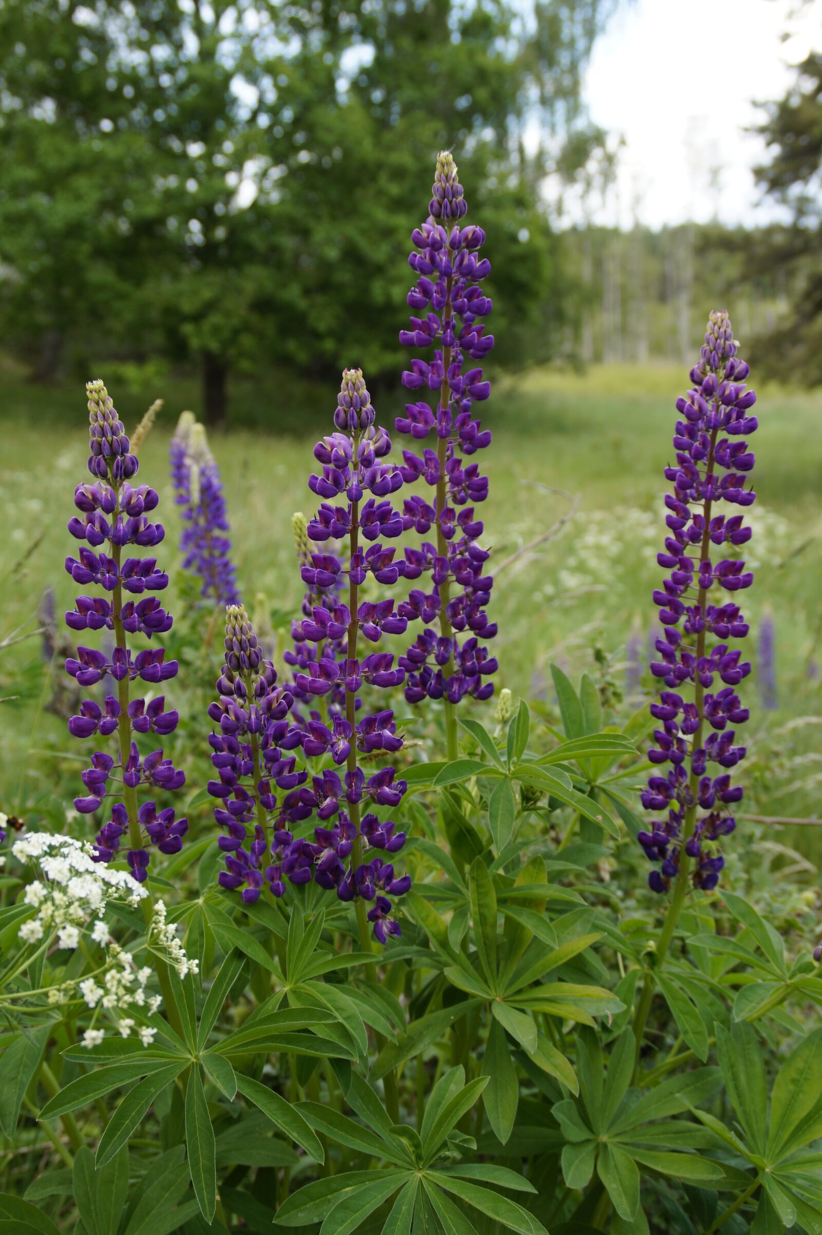Sony SLT-A58 sample photo. Lupins, meadow, summer photography