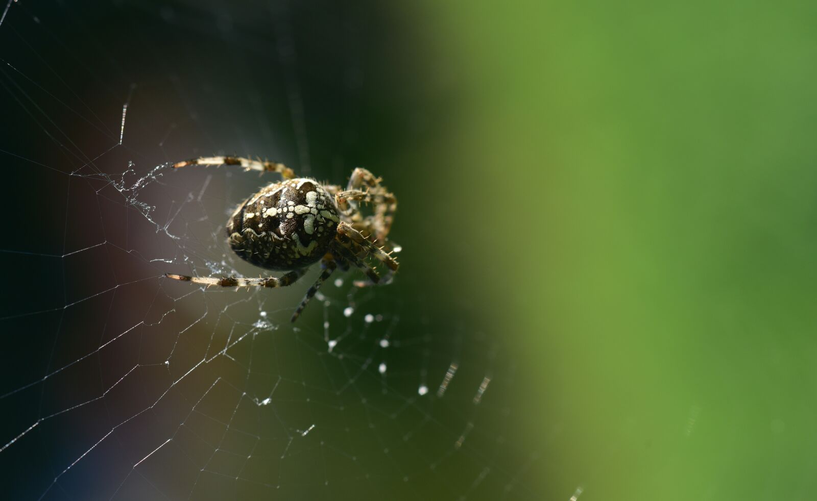 Nikon D750 sample photo. Spider, araneus, cobweb photography
