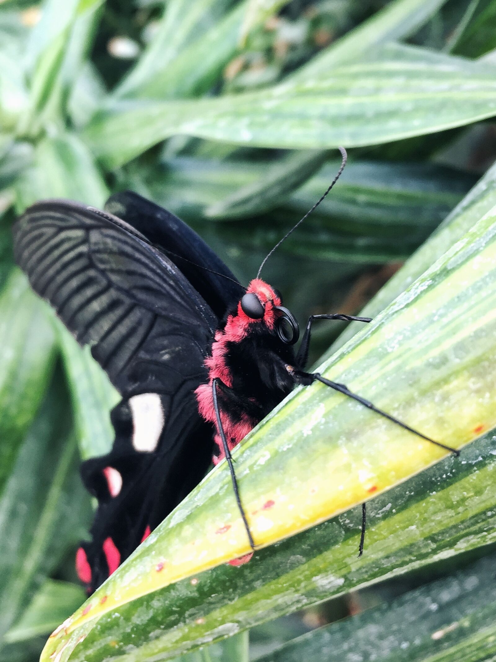 iPhone 6 Plus back camera 4.15mm f/2.2 sample photo. Natural, green, butterfly photography
