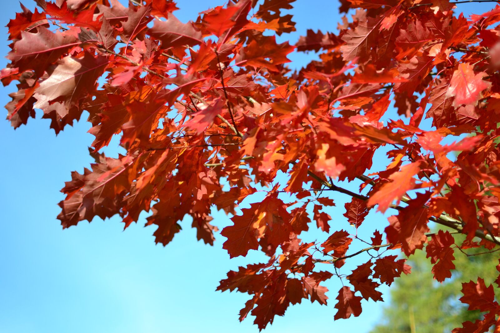 Nikon D3100 sample photo. Autumn, foliage, red leaves photography