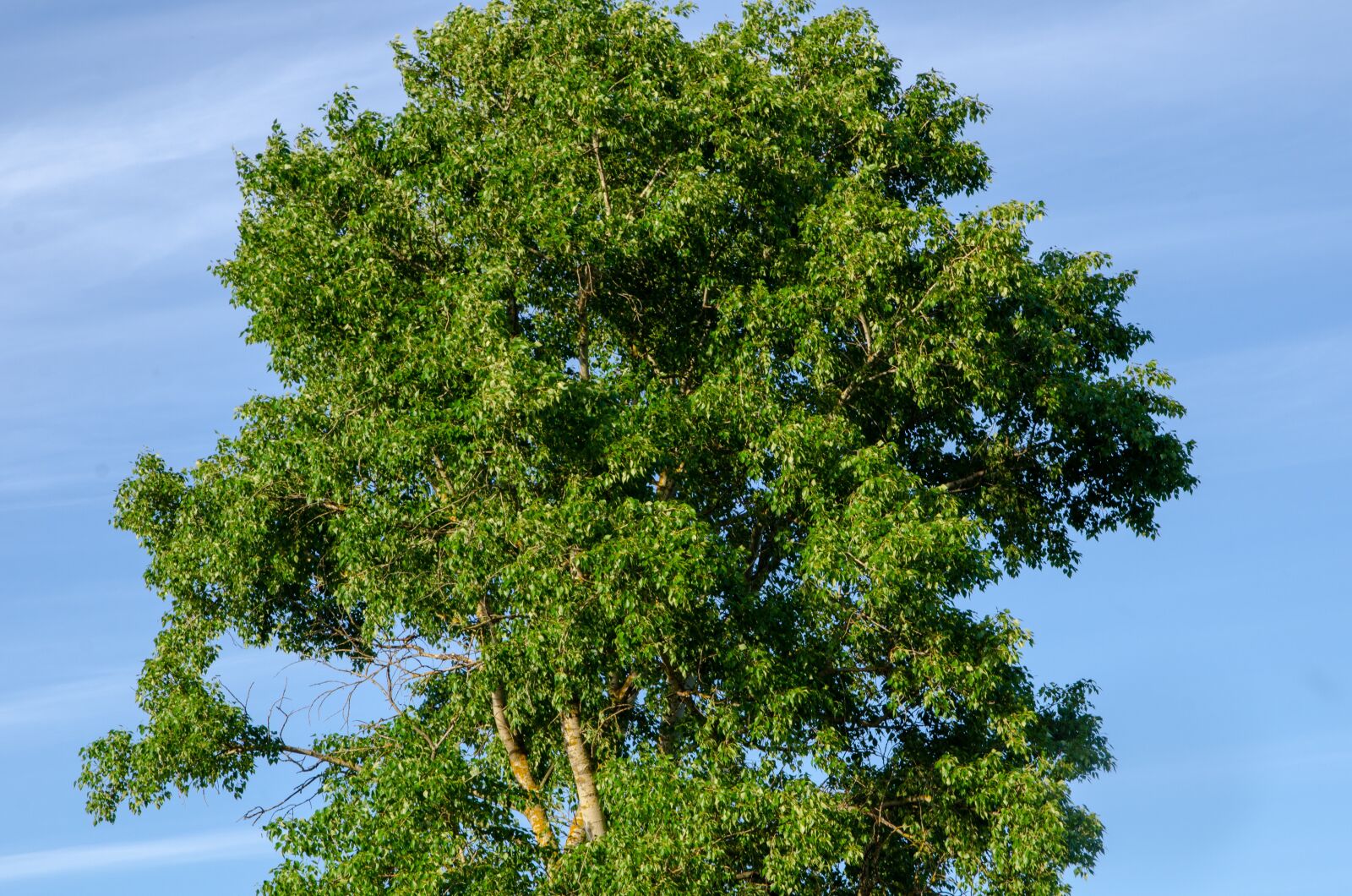 Nikon D7000 sample photo. Foliage, linden, sky photography