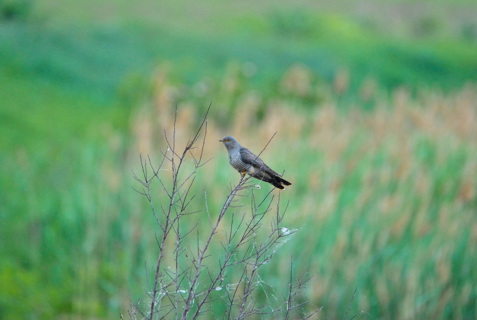 Nikon D3000 sample photo. Bird, nature, wildlife photography