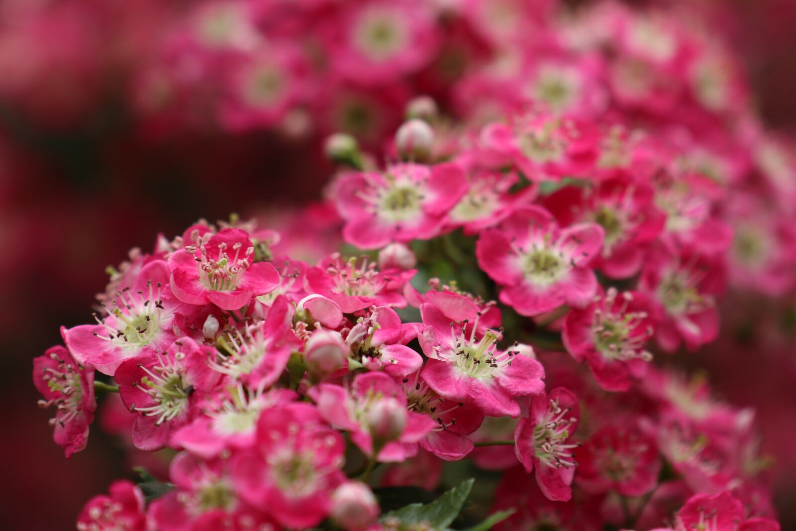 Canon EOS M6 sample photo. Spring, nature, garden photography