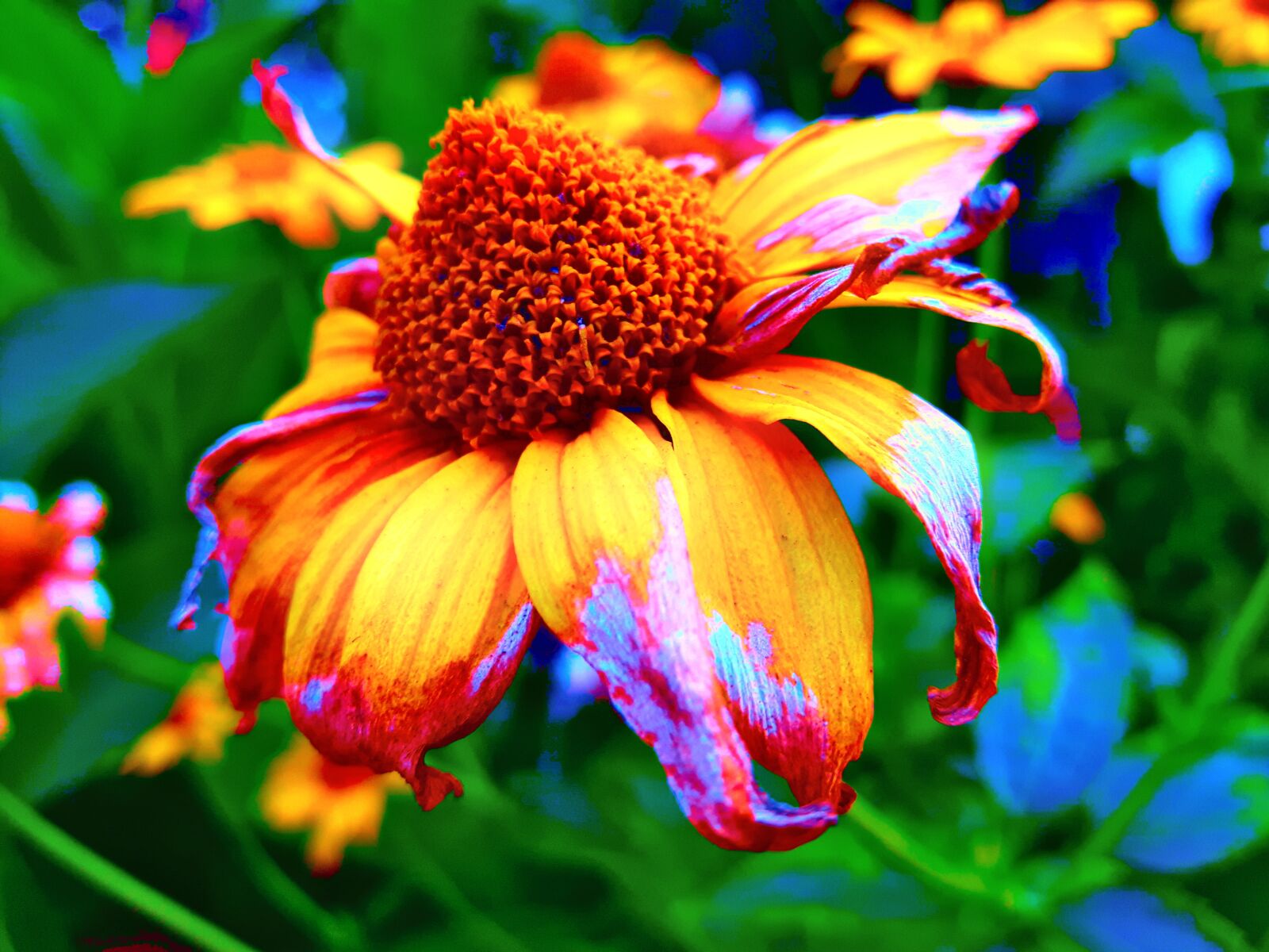 Samsung Galaxy S5 Neo sample photo. Flower, nature, summer photography