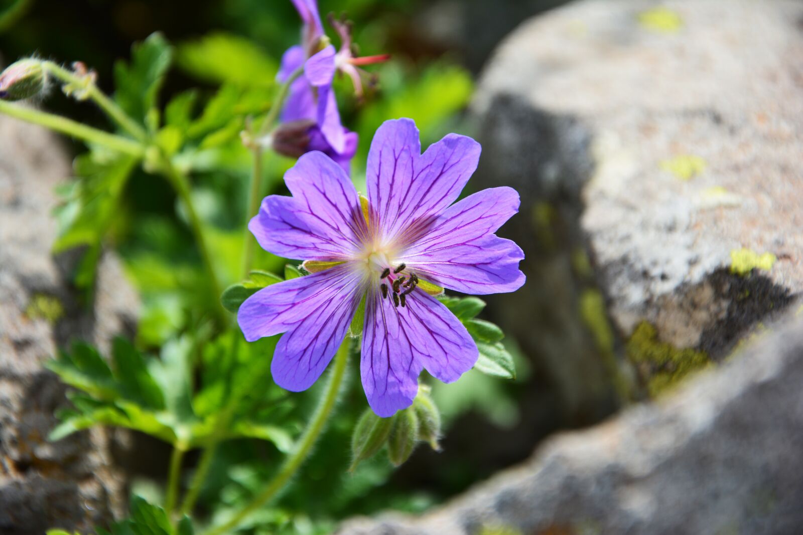 Nikon D7100 sample photo. Purple flowers, decorative, flower photography