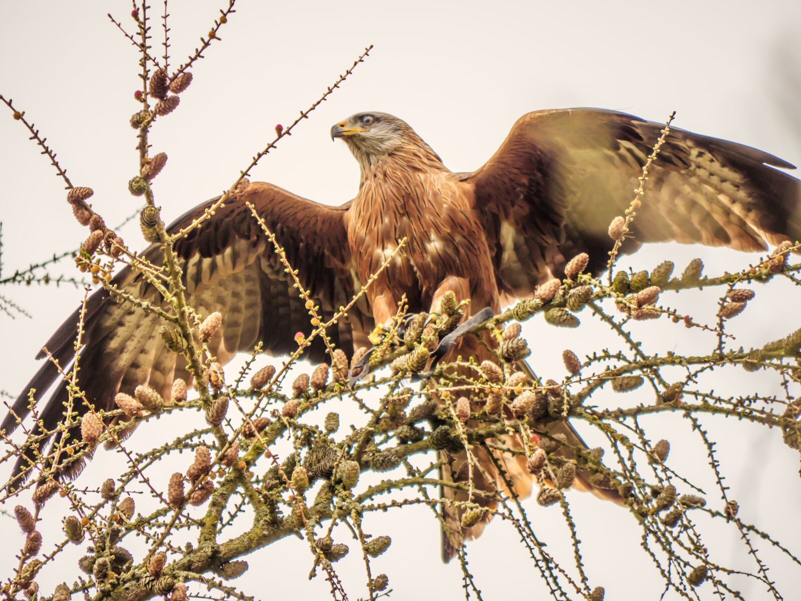 LUMIX G VARIO 100-300/F4.0-5.6II sample photo. Kite, red tailed kite photography
