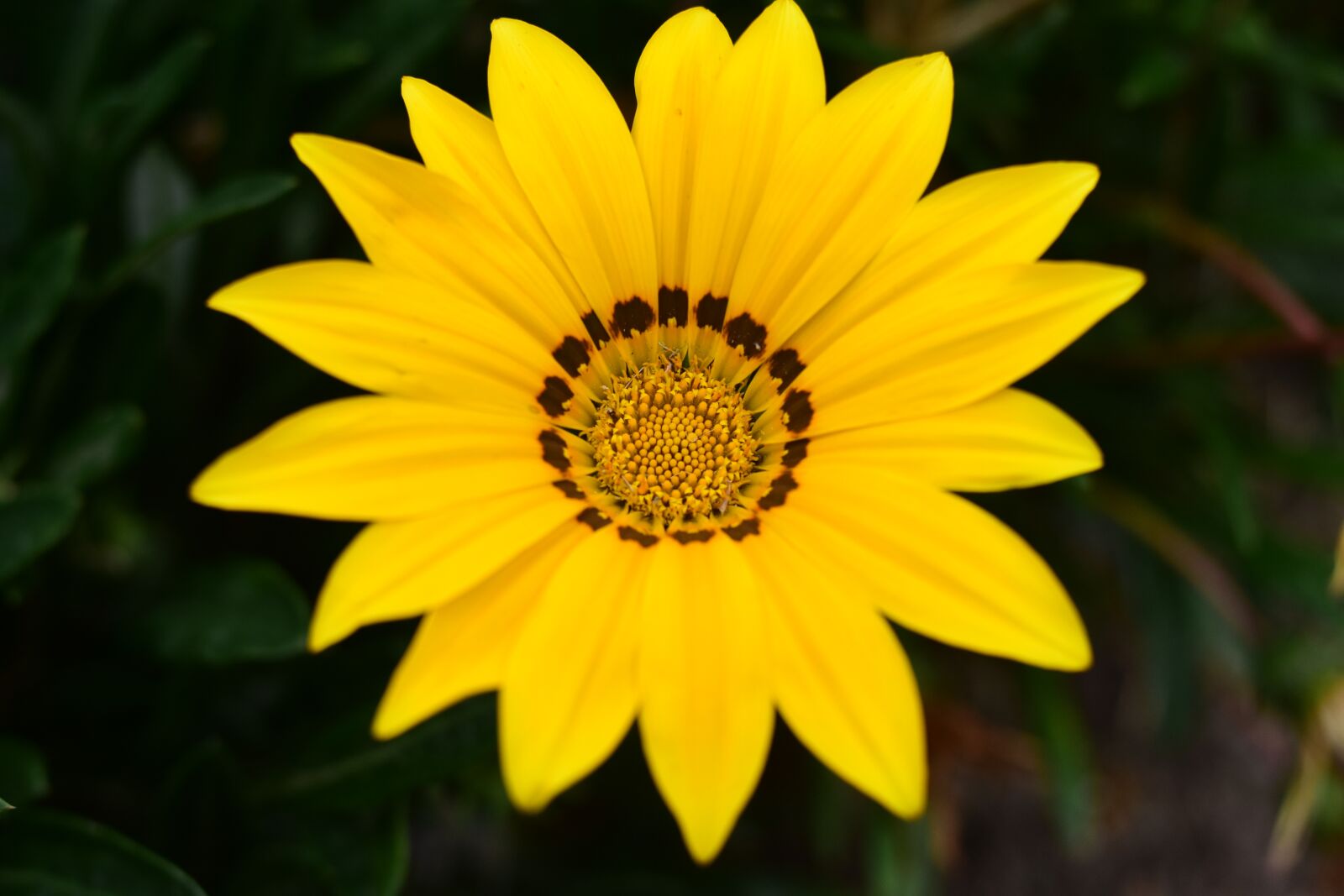 Nikon D3400 sample photo. Flower, nature, plant photography