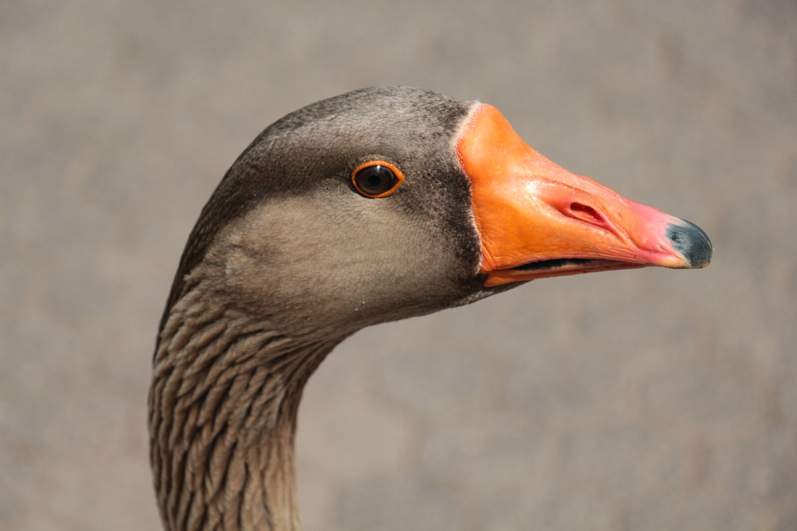 Canon EOS 700D (EOS Rebel T5i / EOS Kiss X7i) sample photo. Goose, head, close up photography