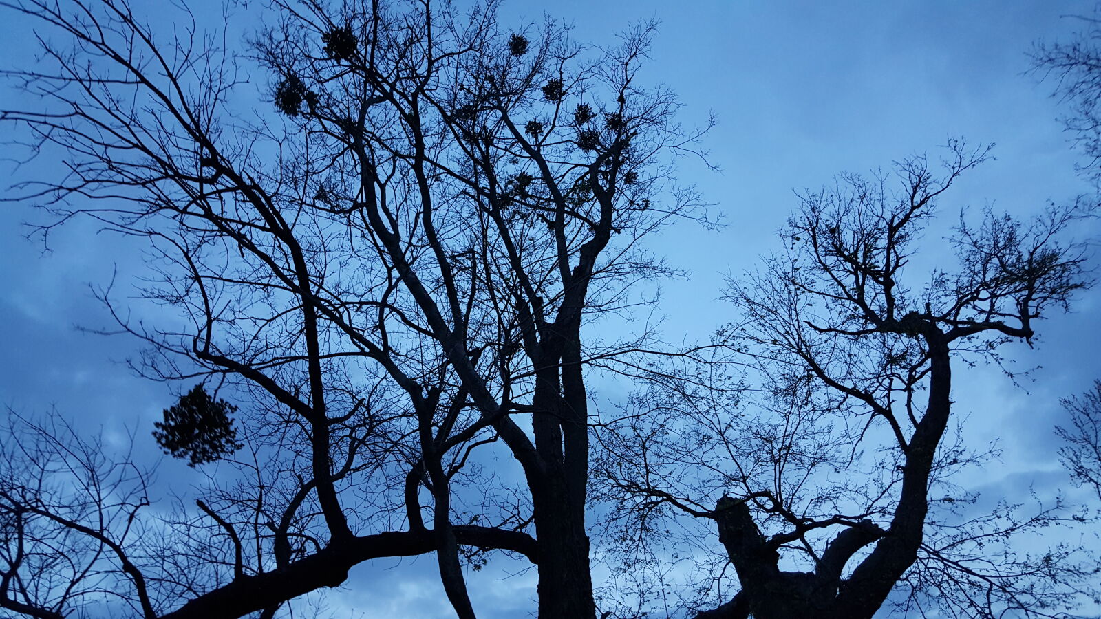 Samsung Galaxy Note5 sample photo. Cloudy, sky, dead, trees photography