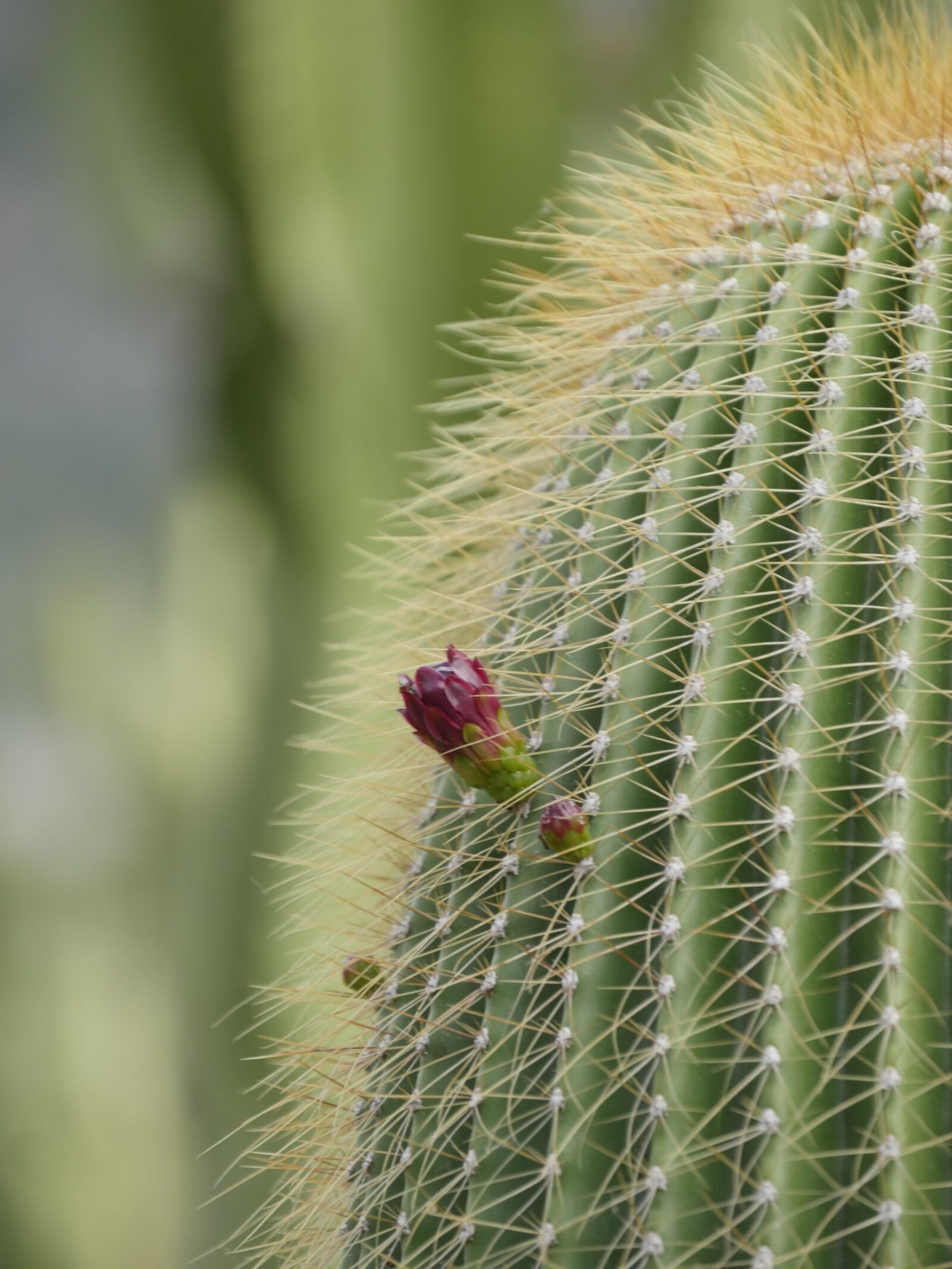 Panasonic Lumix DMC-GH4 sample photo. Green, red, fruit photography