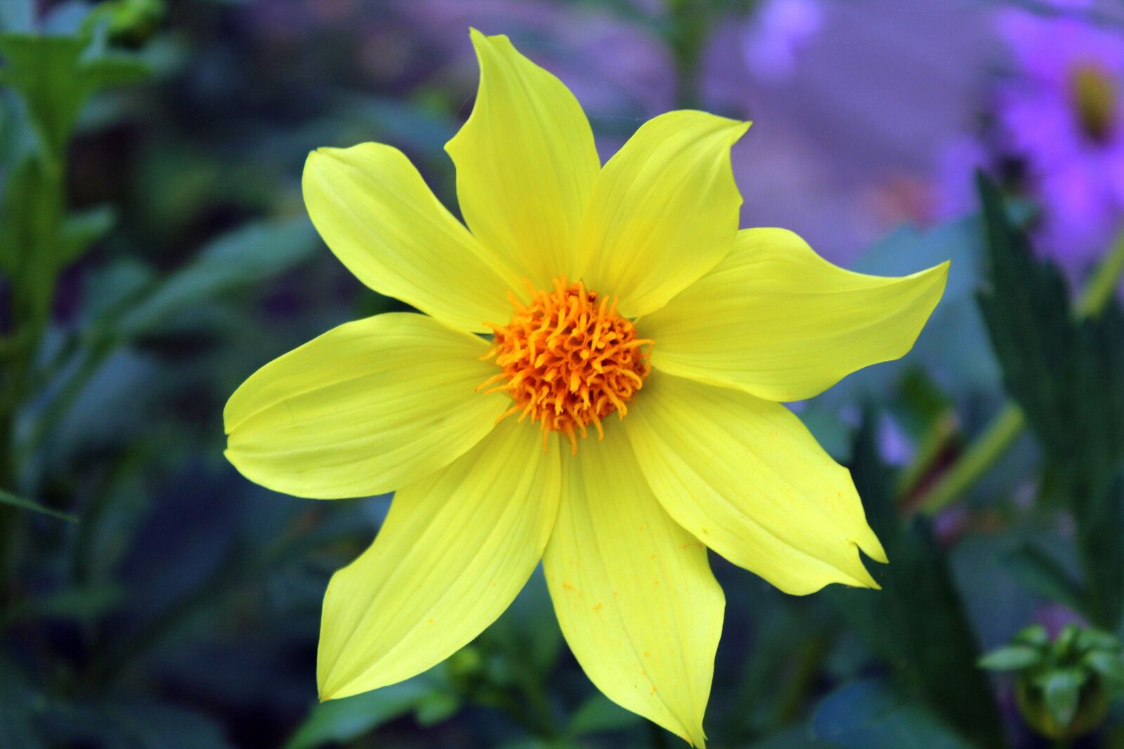 Canon EOS 1200D (EOS Rebel T5 / EOS Kiss X70 / EOS Hi) sample photo. Dahlia mignon, yellow flower photography