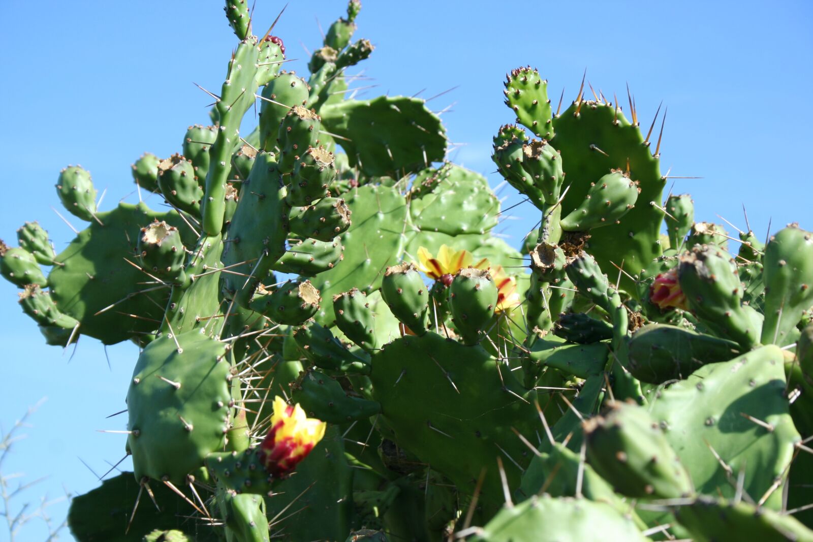 Canon EOS 350D (EOS Digital Rebel XT / EOS Kiss Digital N) sample photo. Cactus, corsican, flower photography