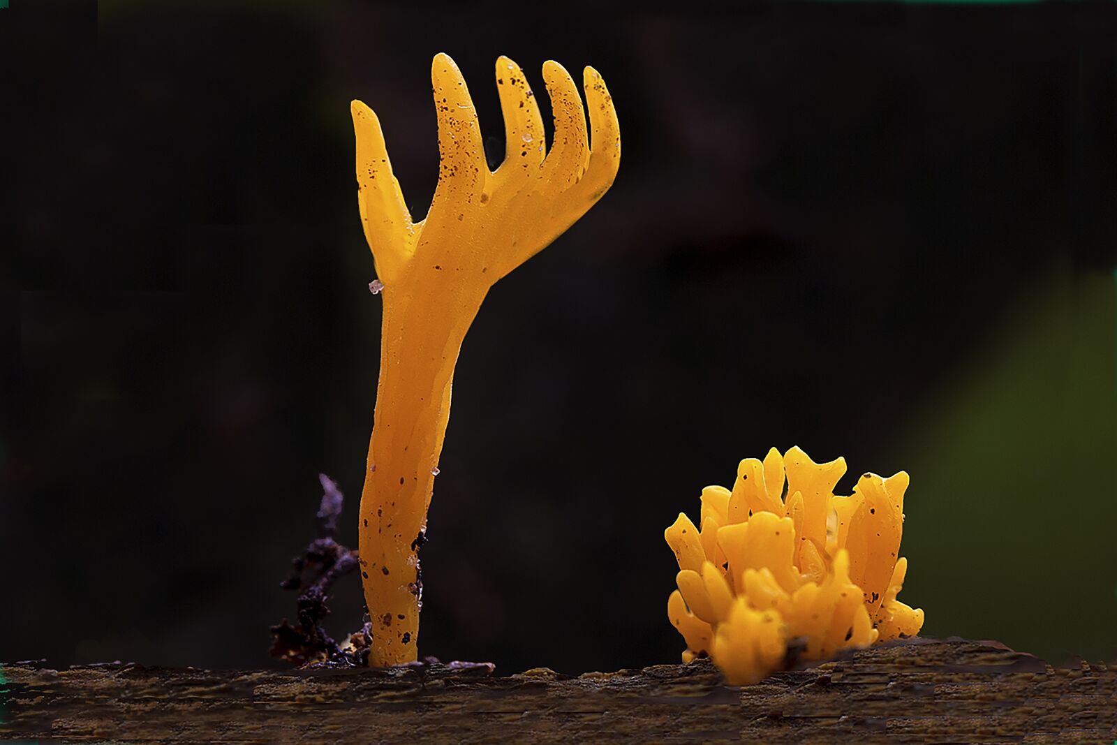Nikon D80 sample photo. Mushroom, plants, autumn photography