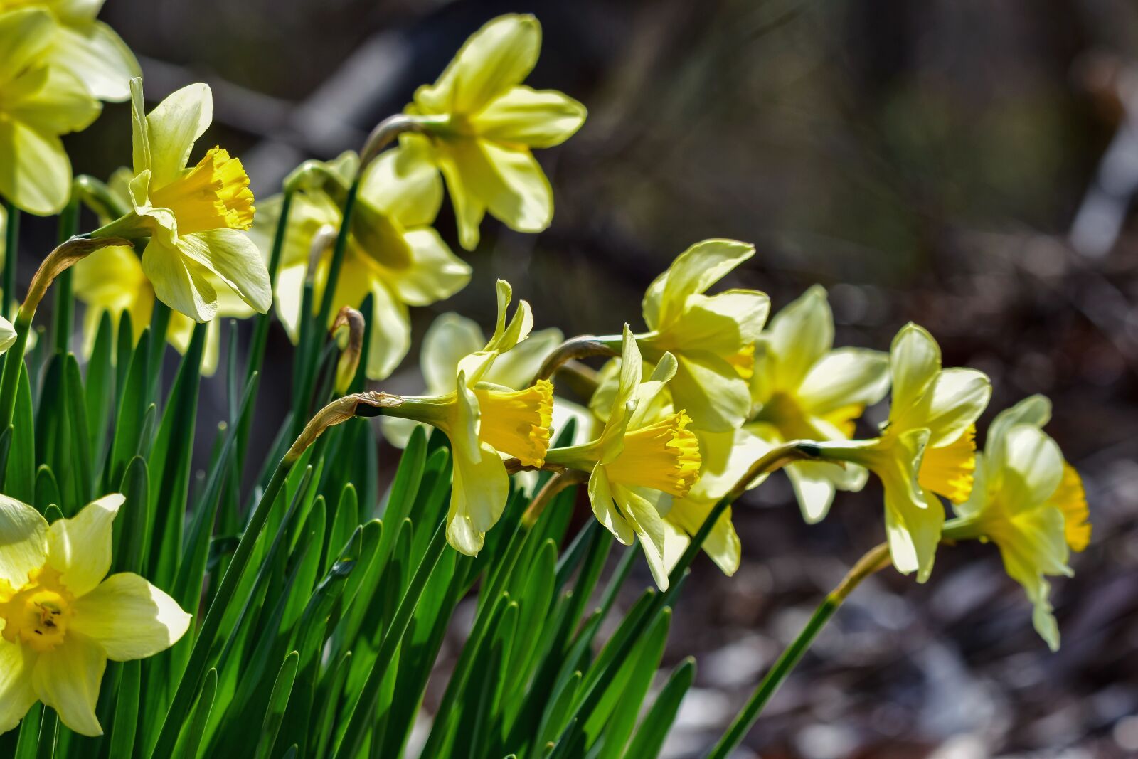 Nikon D7200 sample photo. Natural, landscape, plant photography