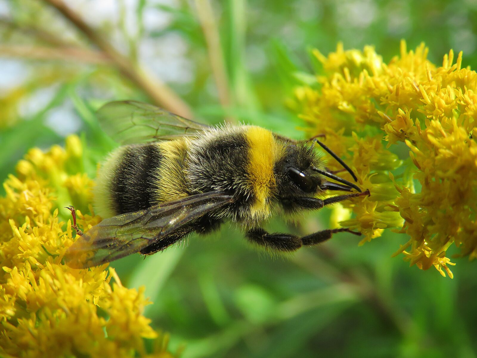 Canon PowerShot SX60 HS sample photo. Bumblebee, macro photography, insects photography