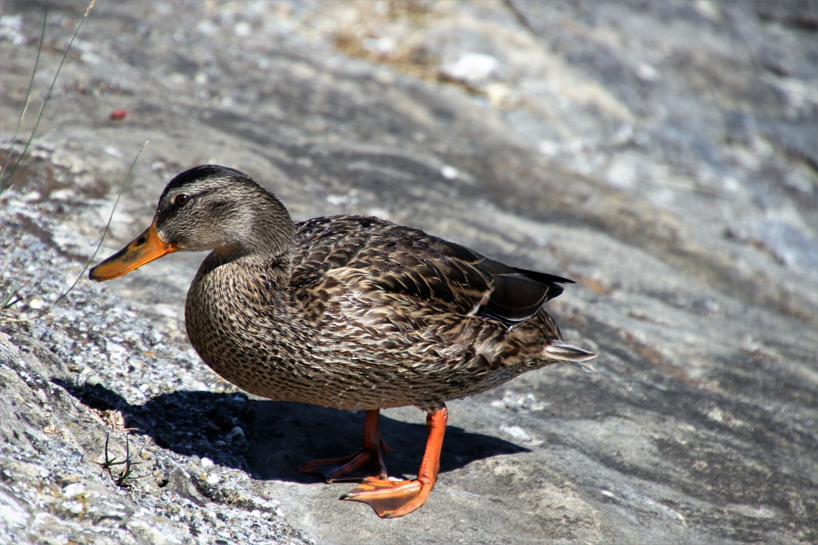 Canon EOS 80D sample photo. Duck, gray, beak photography