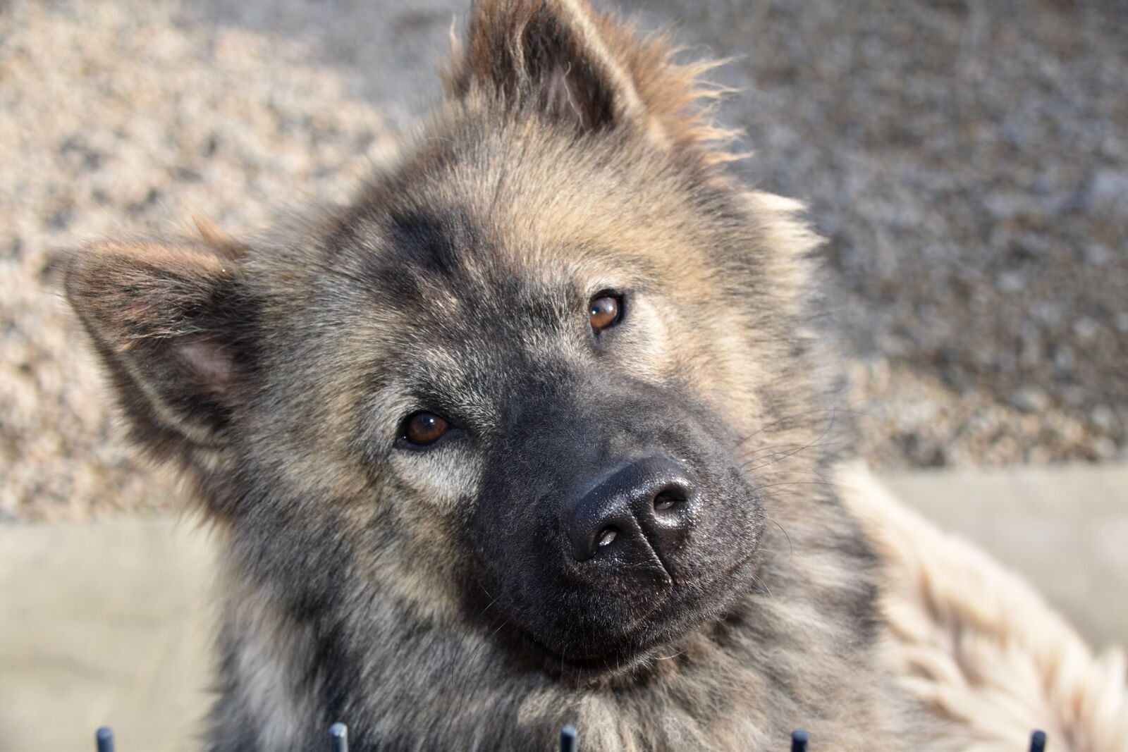 Nikon D5600 sample photo. Dog, pup, dog eurasier photography