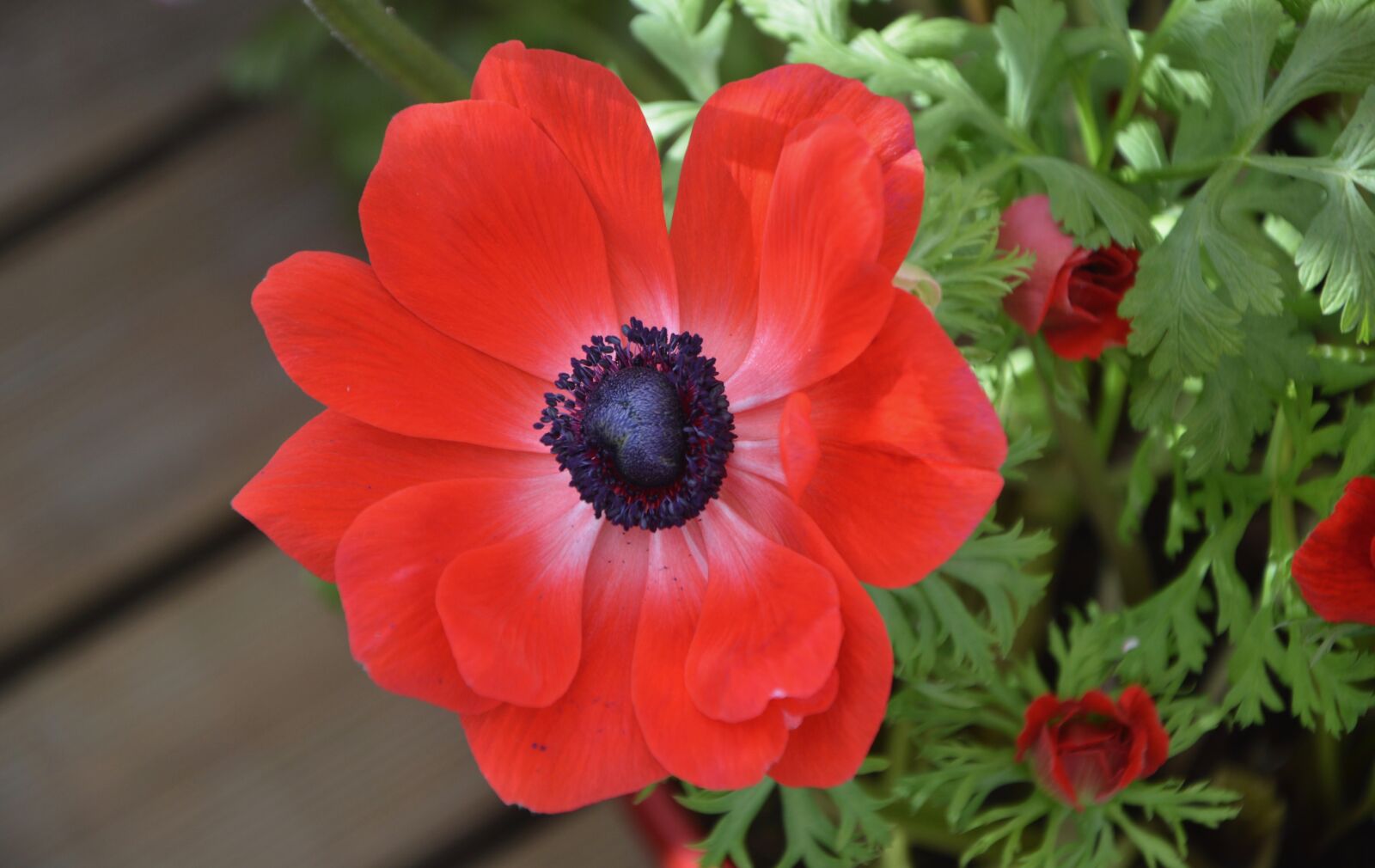 Nikon D5200 sample photo. Flower, flower red anemone photography