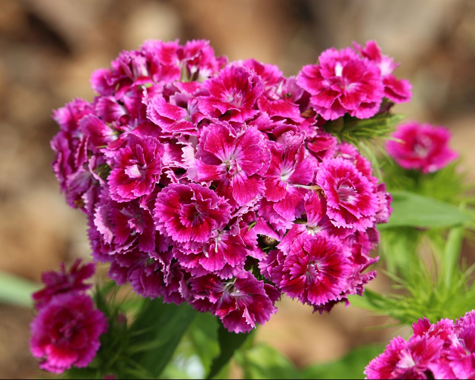 Canon EOS 700D (EOS Rebel T5i / EOS Kiss X7i) sample photo. Nature, spring, garden photography