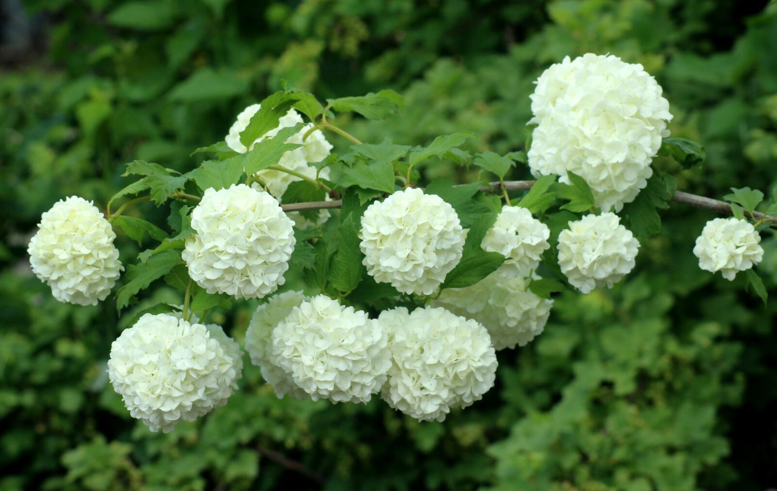 Canon EOS 1200D (EOS Rebel T5 / EOS Kiss X70 / EOS Hi) sample photo. Viburnum, white flowers, flourishing photography