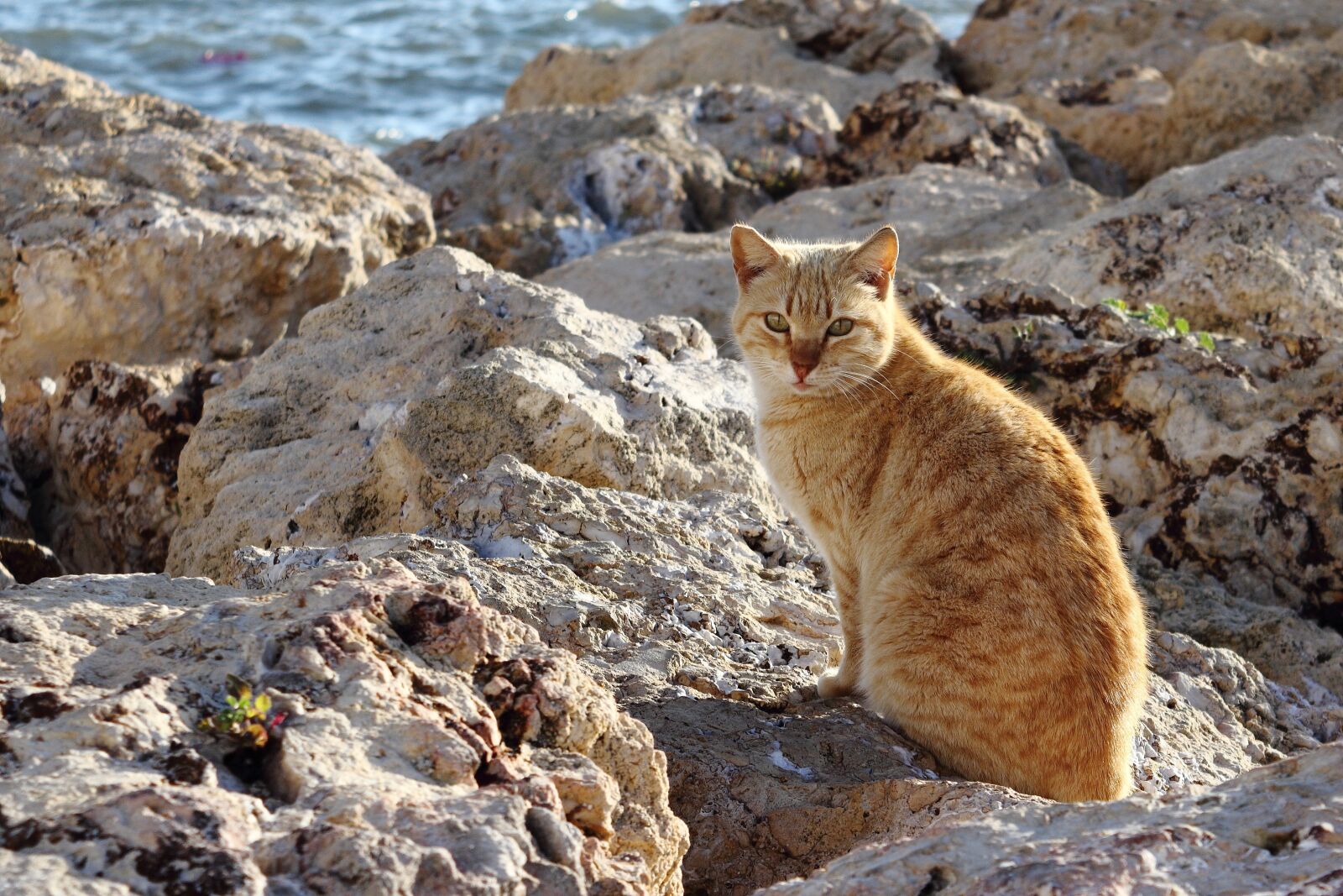Canon EOS 1200D (EOS Rebel T5 / EOS Kiss X70 / EOS Hi) sample photo. Animal, cat, pet photography
