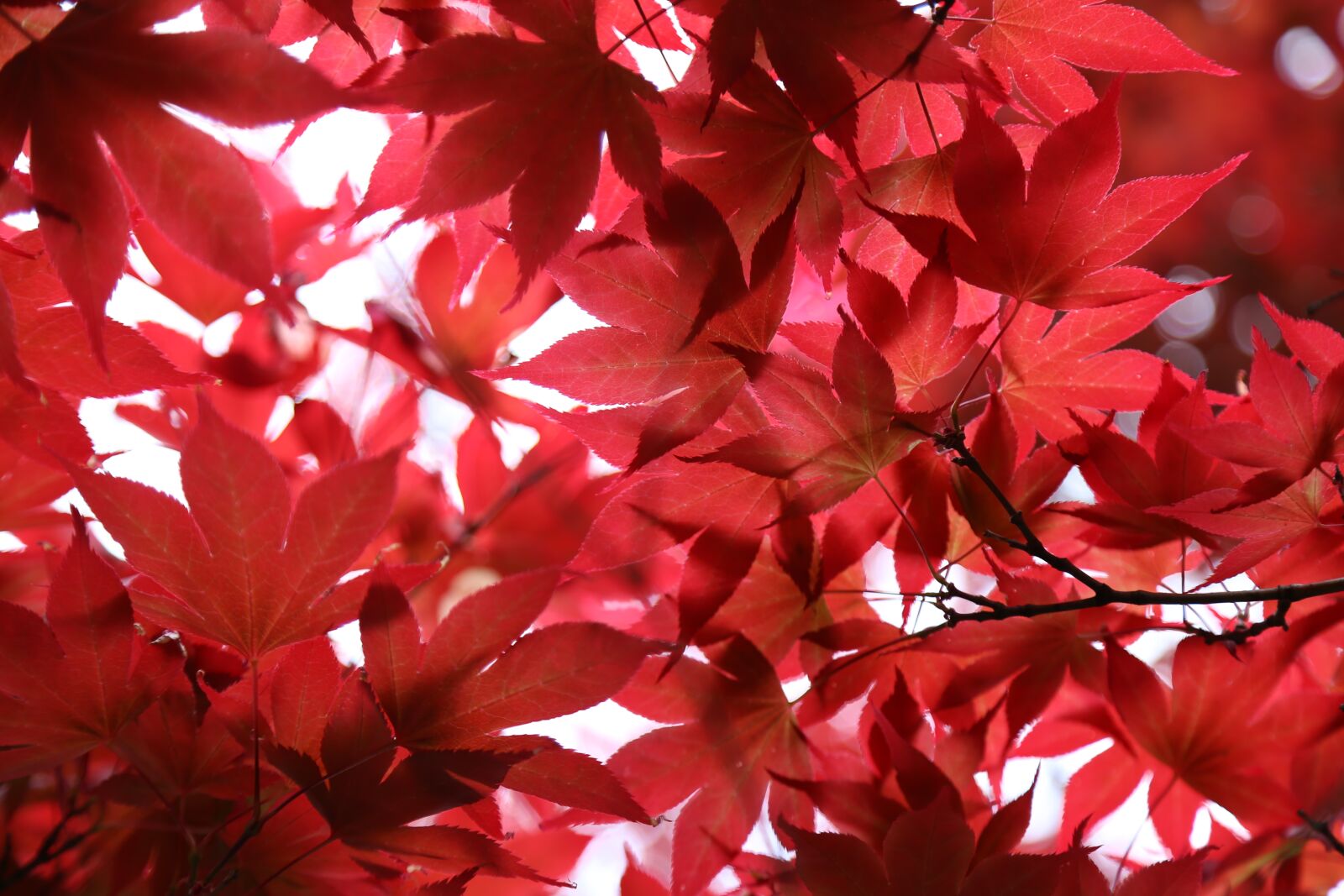 Canon EOS 6D + Canon EF 24-105mm F4L IS USM sample photo. Leaves, summer, plant photography