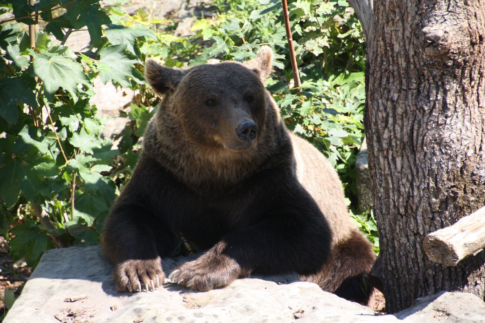 Canon EOS 1000D (EOS Digital Rebel XS / EOS Kiss F) sample photo. Simon, the bear pit photography