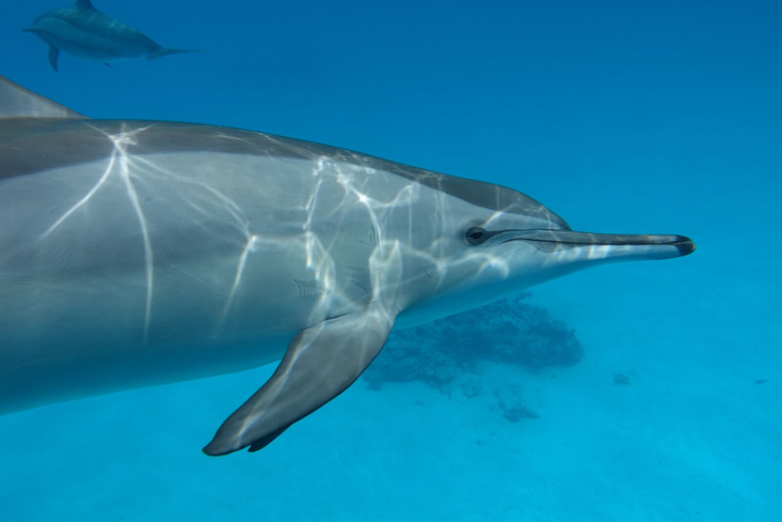 Sony Cyber-shot DSC-RX100 III sample photo. Sea, animals, dolphin photography