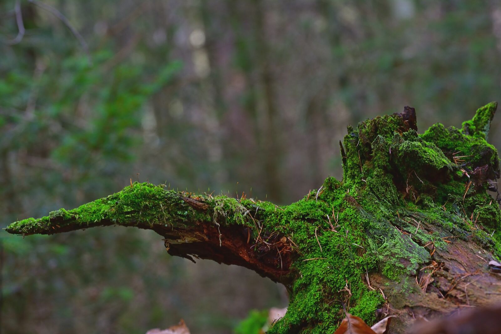 Nikon D5200 sample photo. Nature, forest, root photography