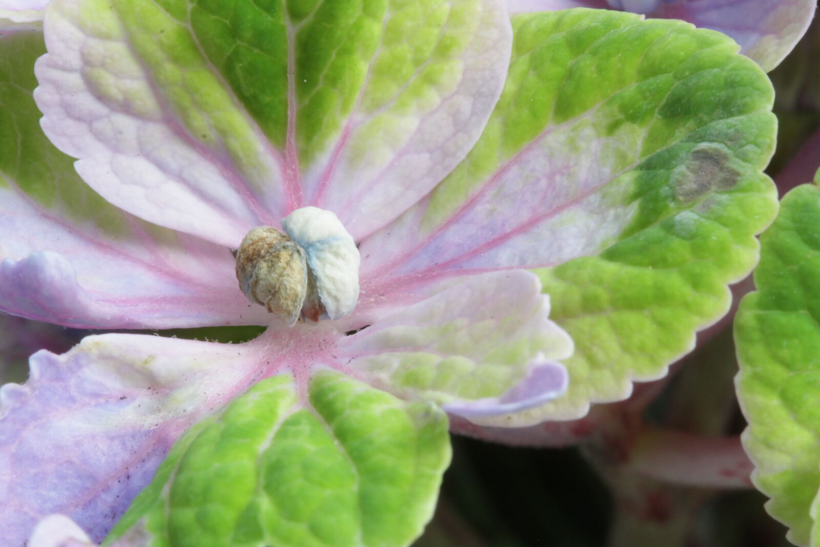 Canon EOS 50D sample photo. Hydrangea, garden, flower photography
