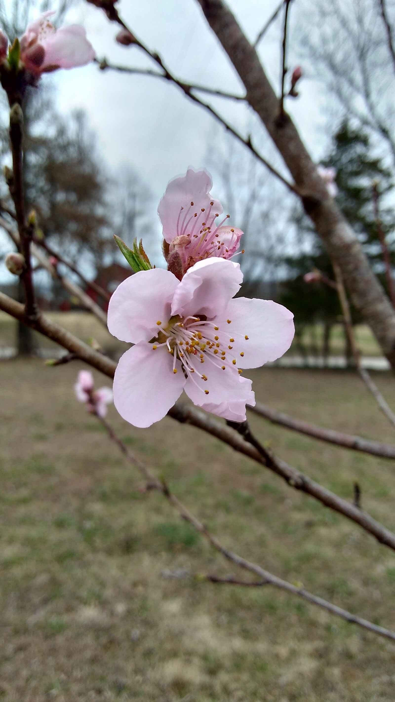 Motorola Moto G Play sample photo. Blossom, nature, spring photography
