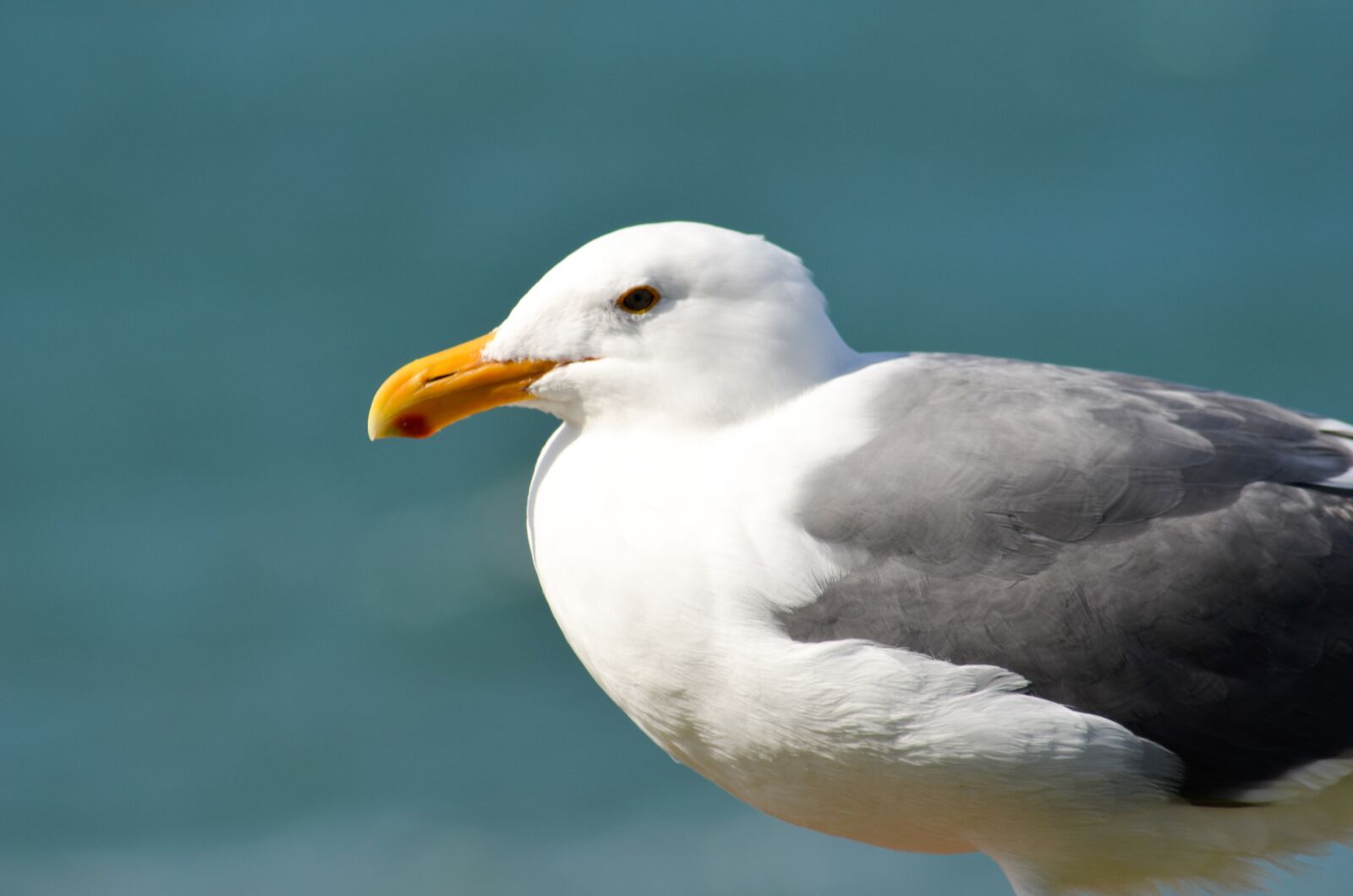 Nikon D5100 sample photo. Seagull, bird, gull photography