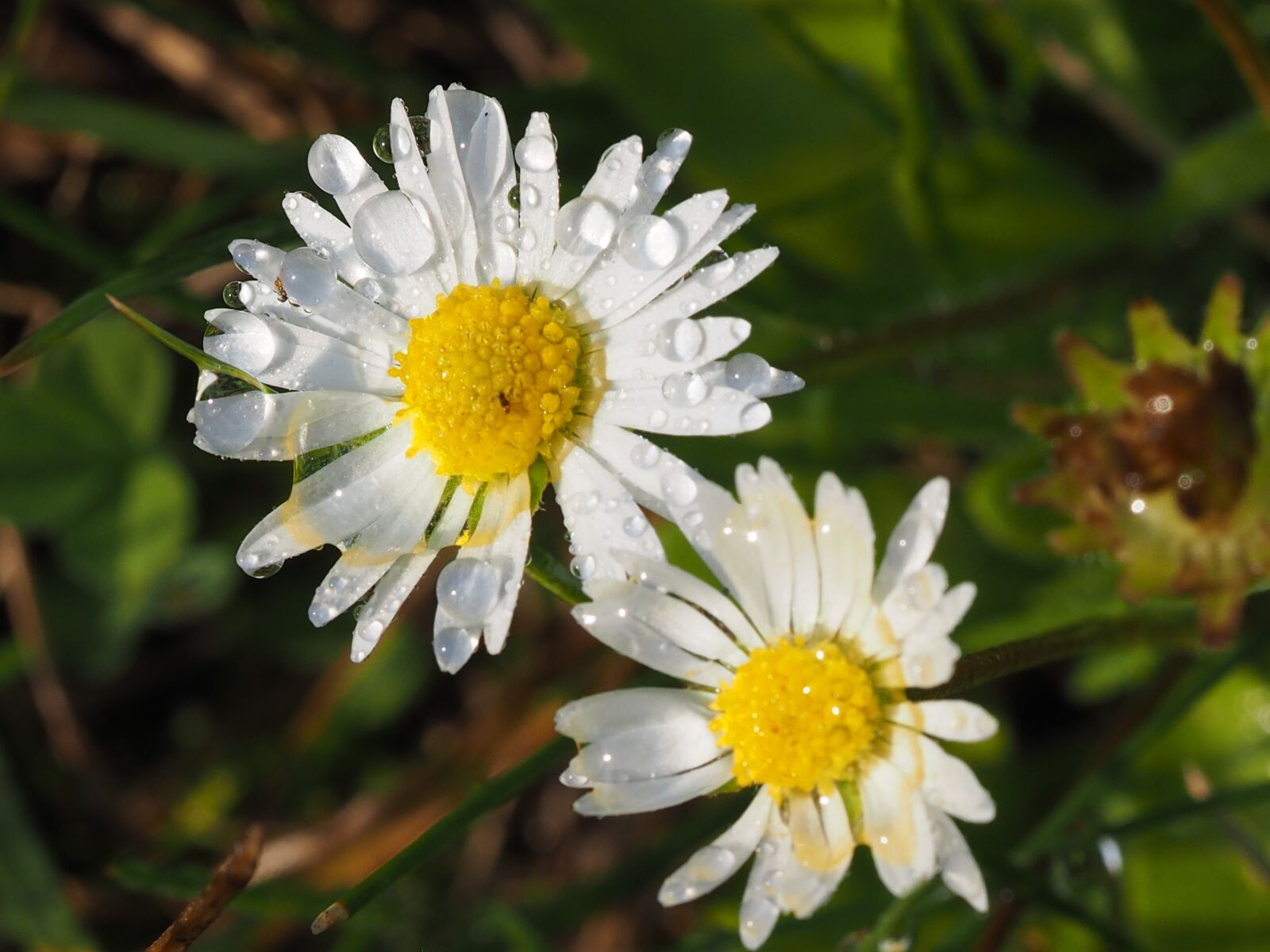 Olympus M.Zuiko Digital ED 60mm F2.8 Macro sample photo. Daisy, dewy, detail photography